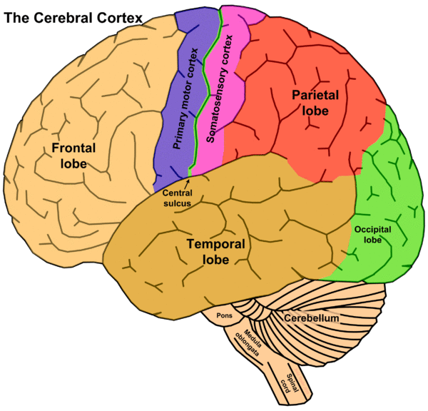 The Cerebral Cortex Is The Outermost Layered Structure Of Neural Tissue 